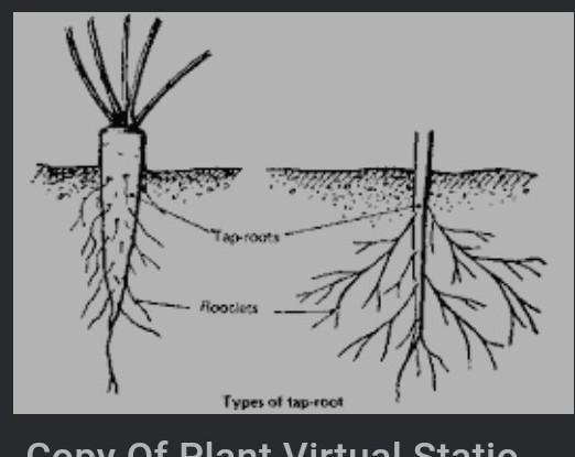 rootlet