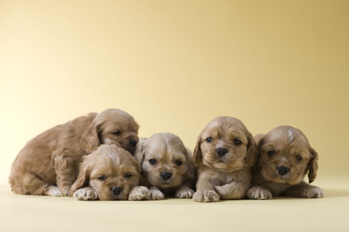 litter