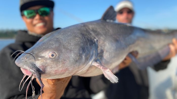 catfish