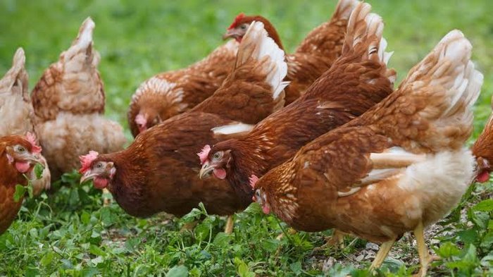 Free-range eggs
