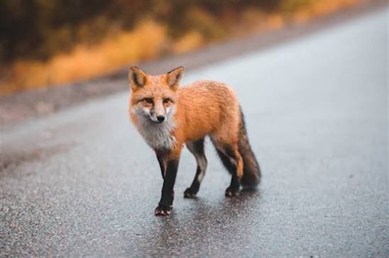 vixen