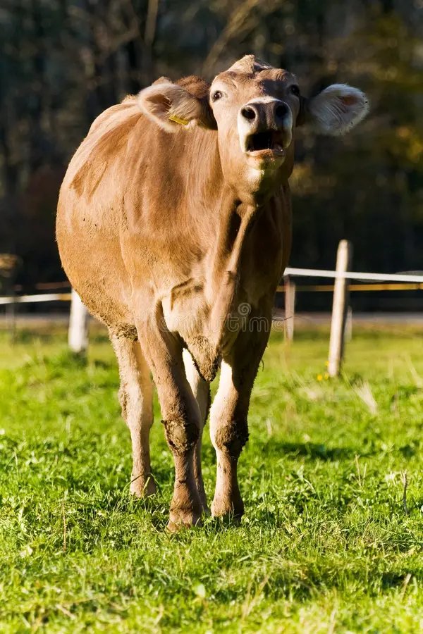 moo