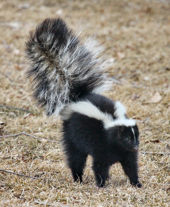 skunk