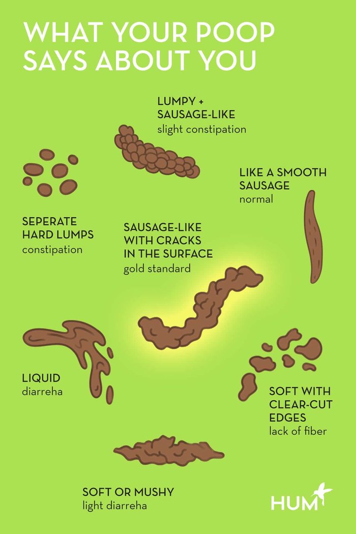 bowel movement