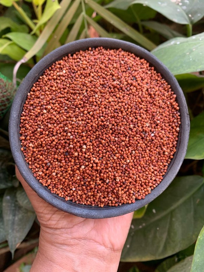 finger millet
