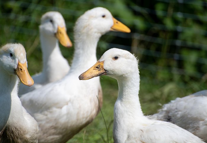 duck