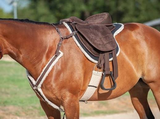 saddle