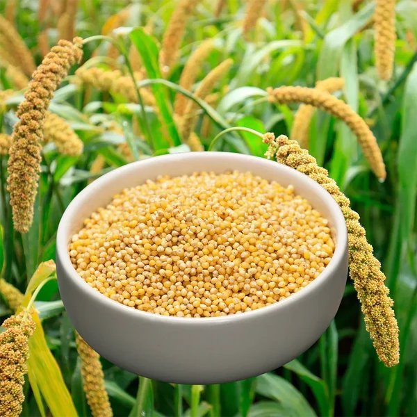 foxtail millet