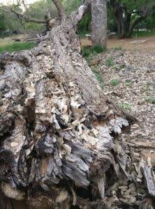 deadwood