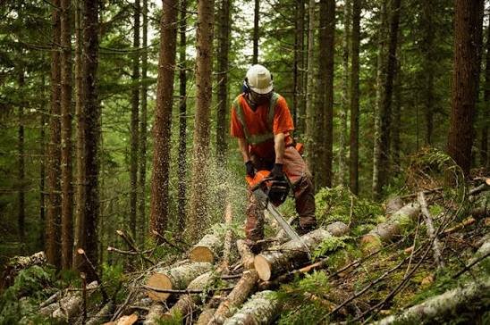 forestry