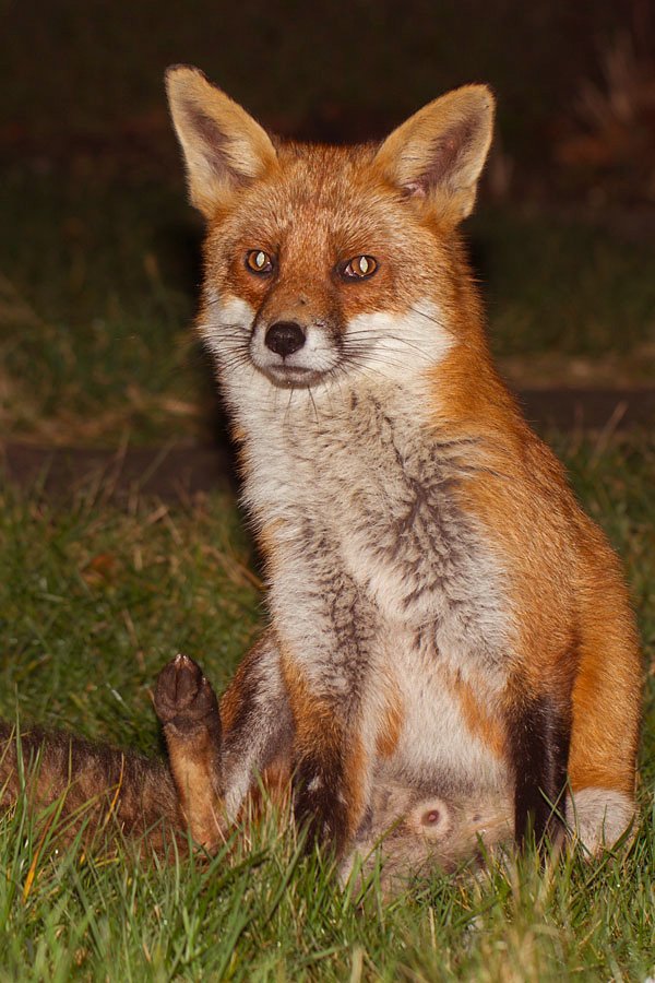 dog fox