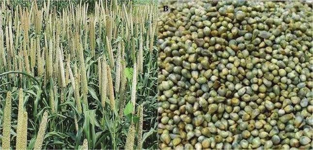 pearl millet