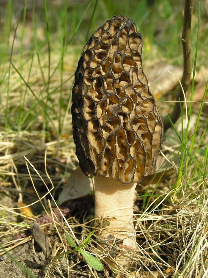 morel