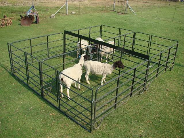 sheep pen