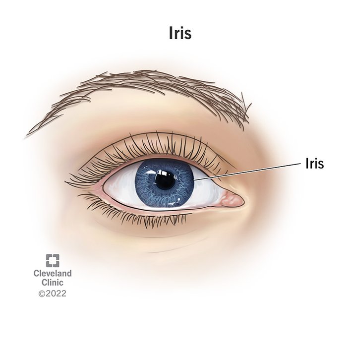 iris
