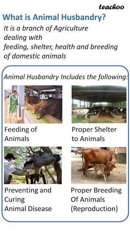 husbandry