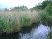 Reed