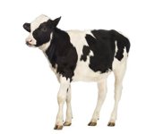 Calf