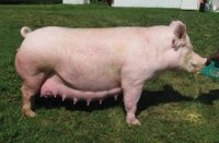 Sow