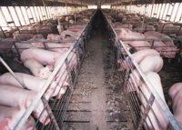 pigsty