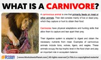 Carnivore