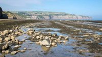 Low tide