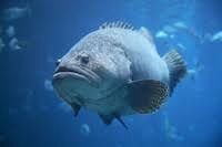 Grouper