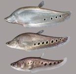 Knife fish