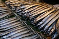 Saury