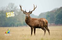 Stag