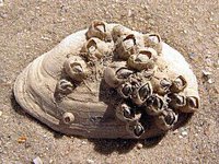 Barnacles
