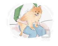 Lapdog
