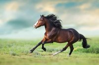 Stallion