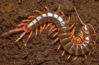 Centipede