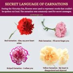 Carnations