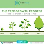 Sapling