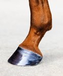 Hoof