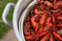Crawdad