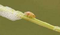 Cuckoo spit
