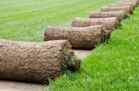 Turf