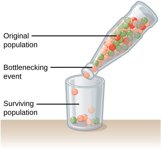 bottleneck