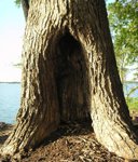 Tree hollow