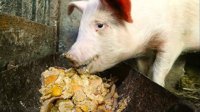Pig slop
