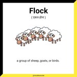 Flock