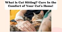 Cat - sit
