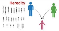 Hereditary