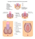Genital