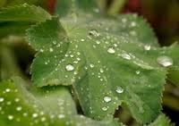 Dew
