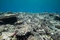 Reef
