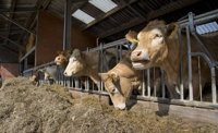 Cowshed